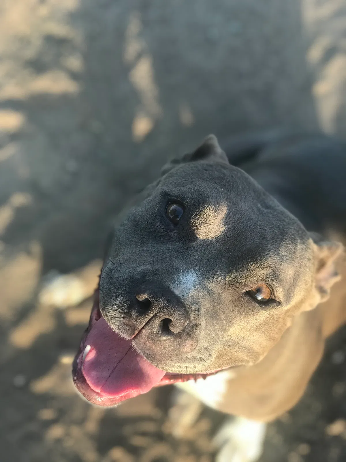 Lost dog in Ceres, CA, 95307