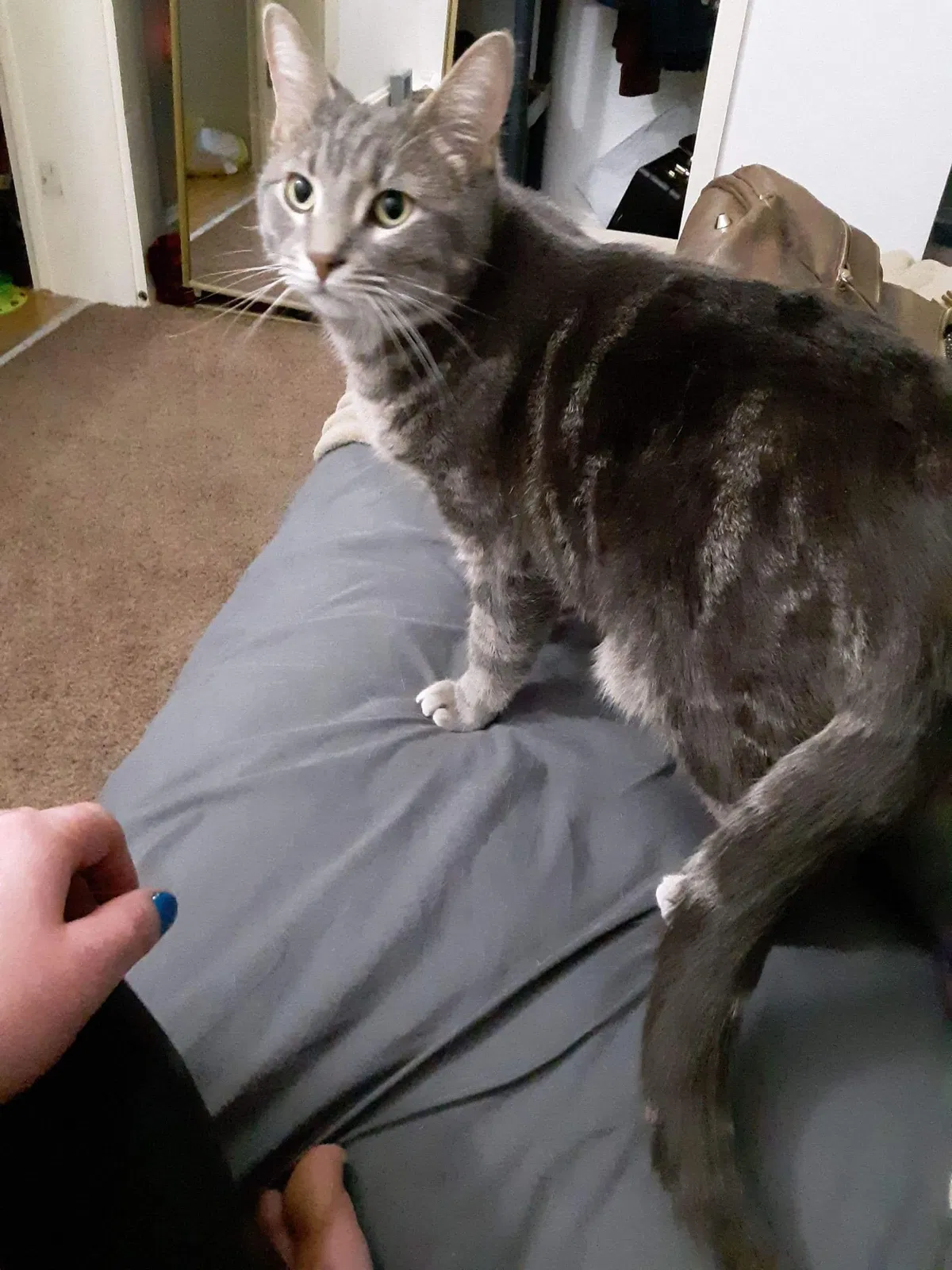 Lost cat in Racine, WI, 53404