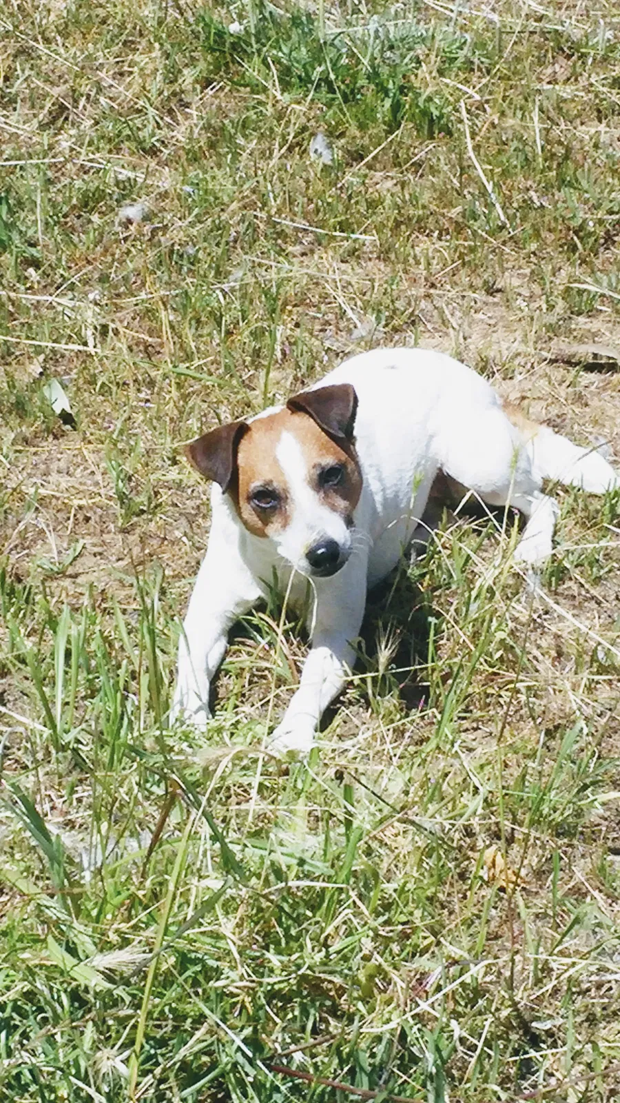Lost dog in Salinas, CA, 93906