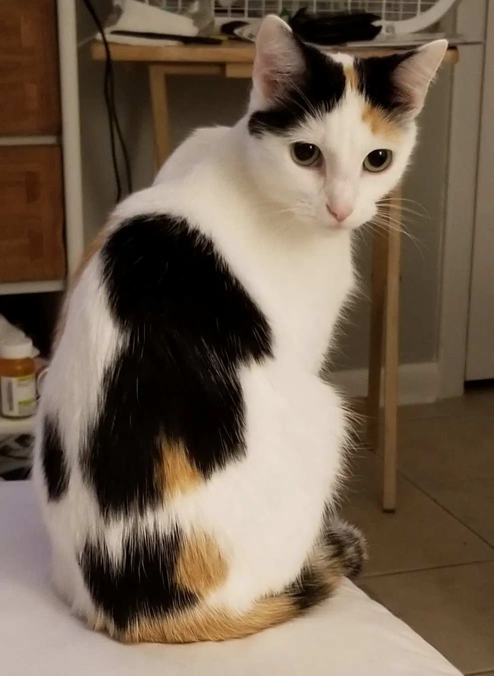 Lost cat in Stuart, FL, 34994
