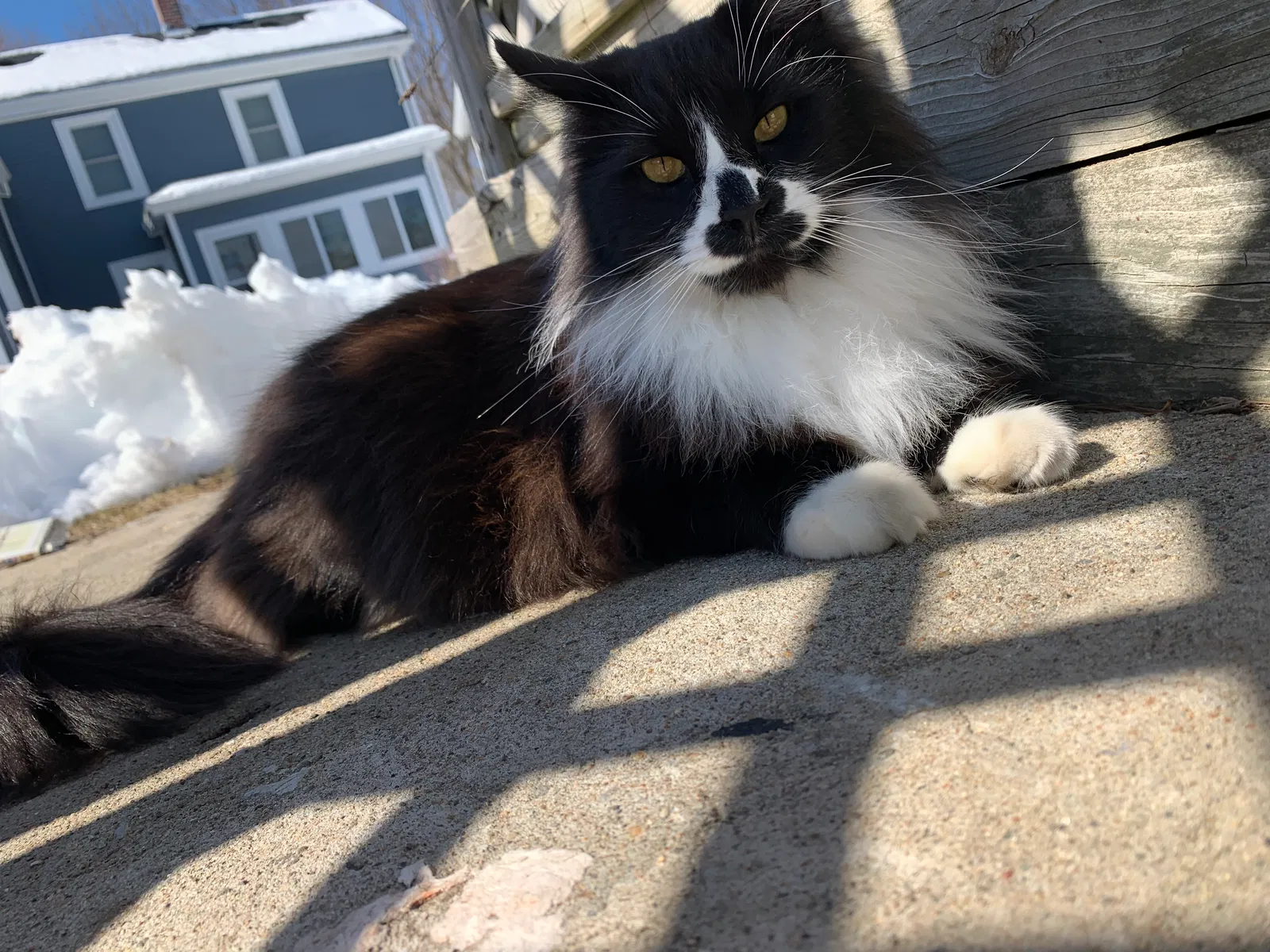 Lost cat in Hyde Park, MA, 2136