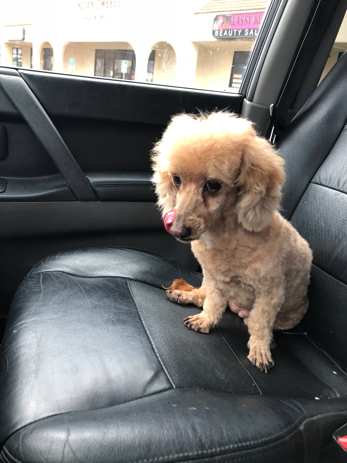 Lost dog in Ceres, CA, 95307