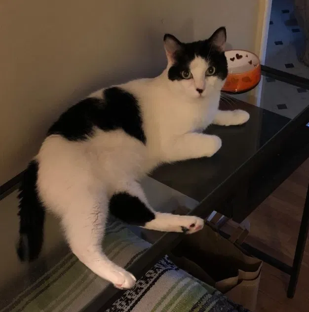 Lost cat in Seattle, WA, 98122
