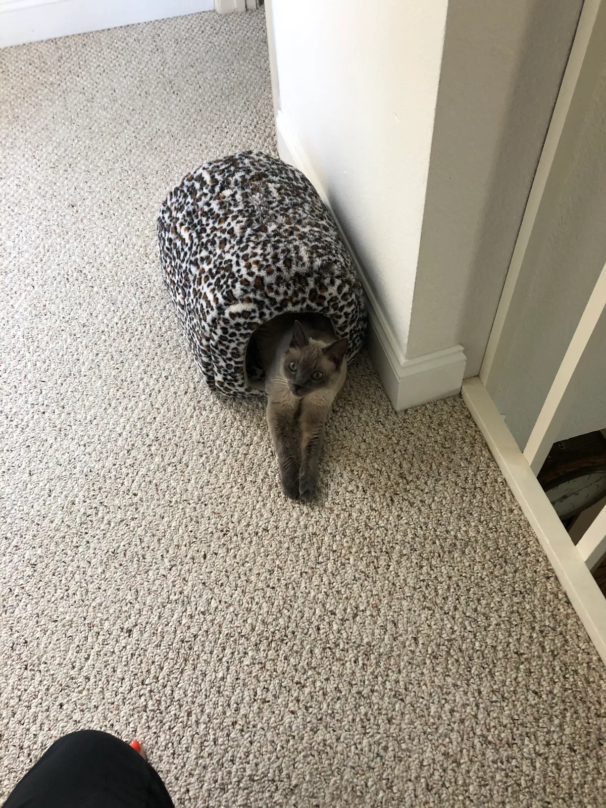 Lost cat in Los Gatos, CA, 95032