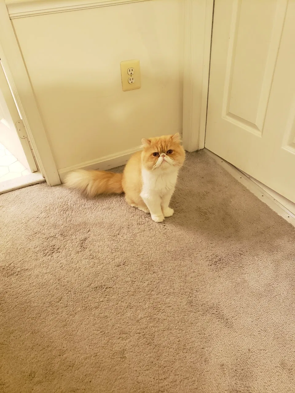 Lost cat in Alexandria, VA, 22310