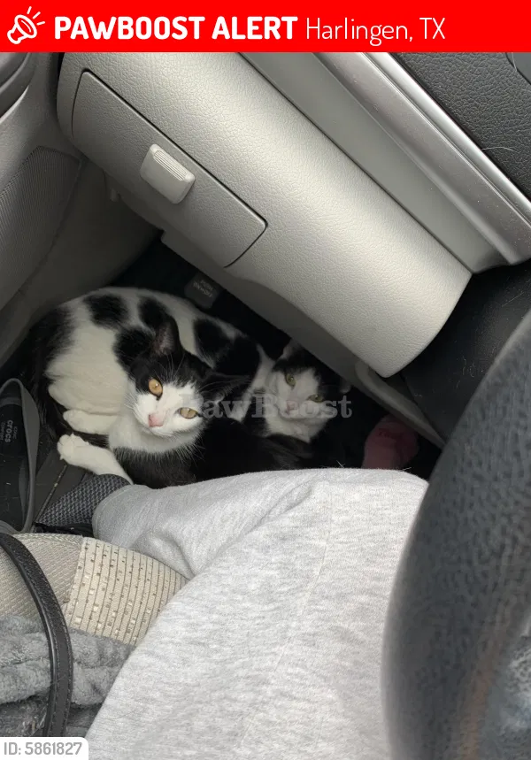 Lost cat in Harlingen, TX, 78552