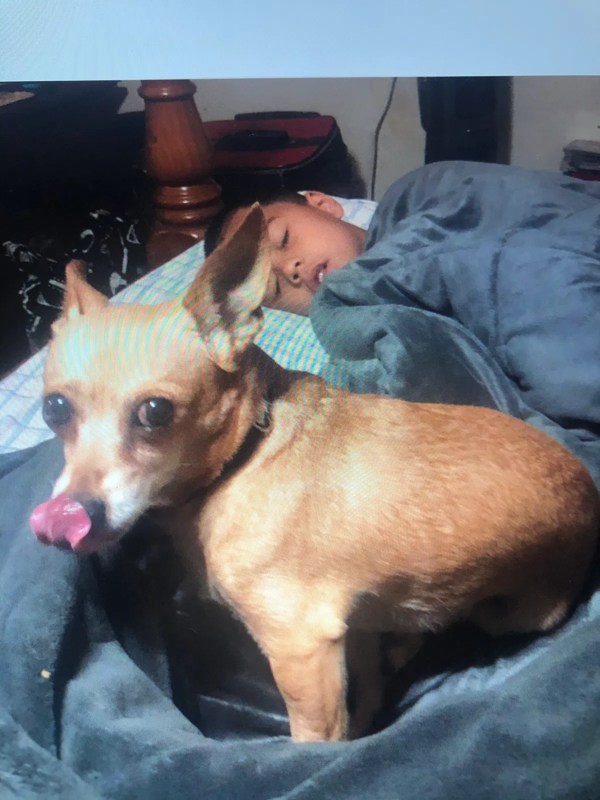 Lost dog in Lubbock, TX, 79412