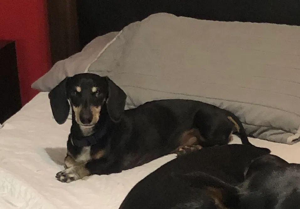 Lost dog in Harlingen, TX, 78550