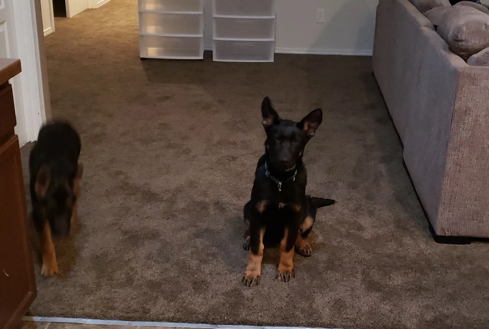Lost dog in Moses Lake, WA, 98837