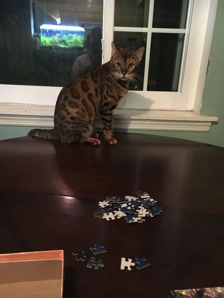 Lost cat in Savannah, GA, 31419