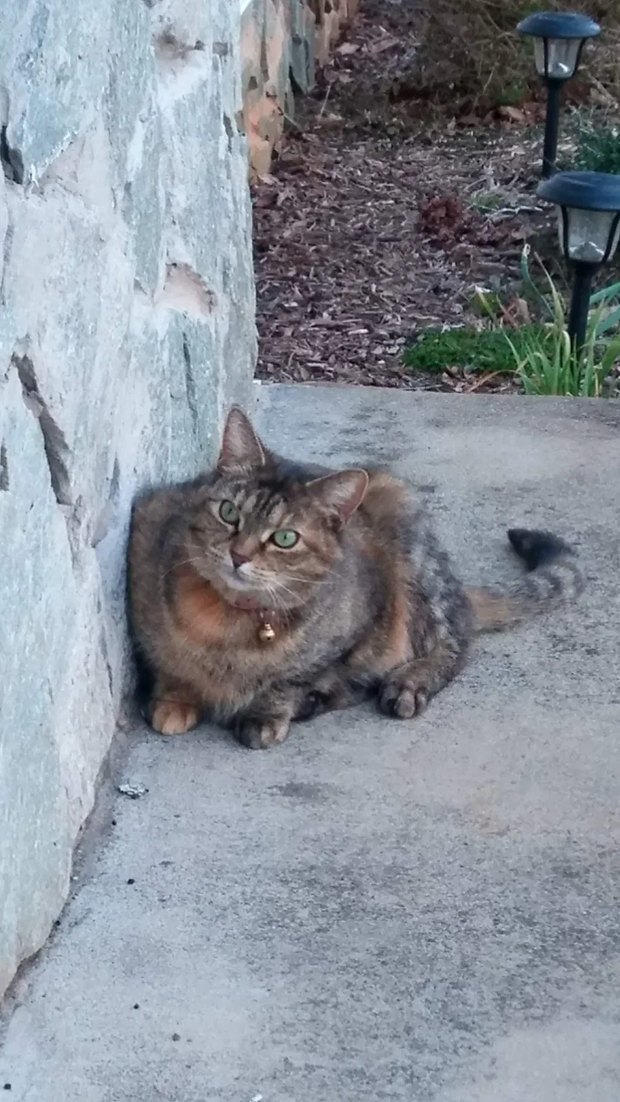 Lost cat in Iron Station, NC, 28080