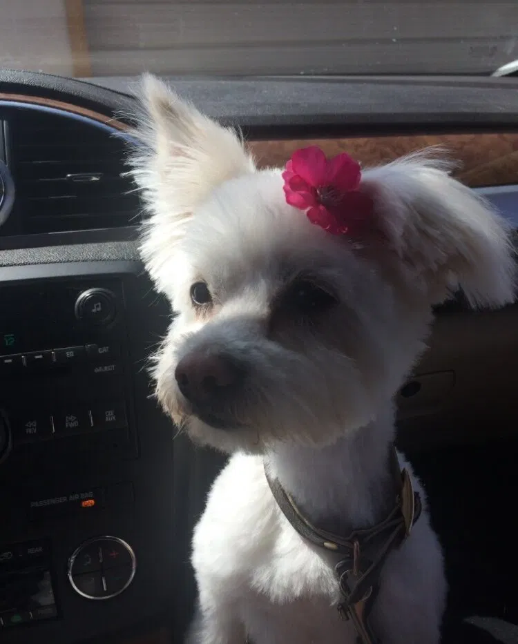Lost dog in Reno, NV, 89506