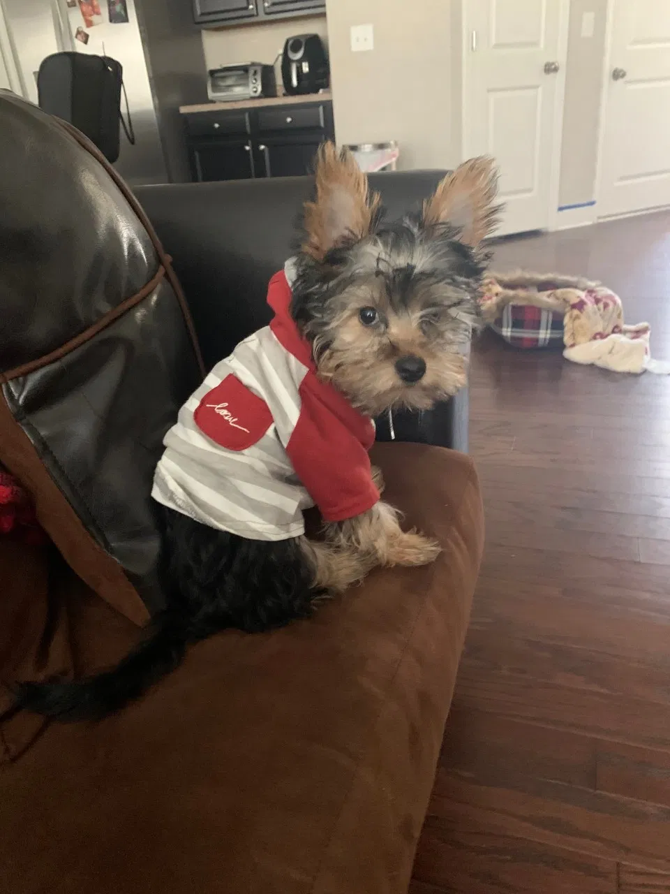 Lost dog in Atlanta, GA, 30336