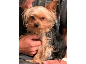 Lost dog in Wesley Chapel, FL, 33544