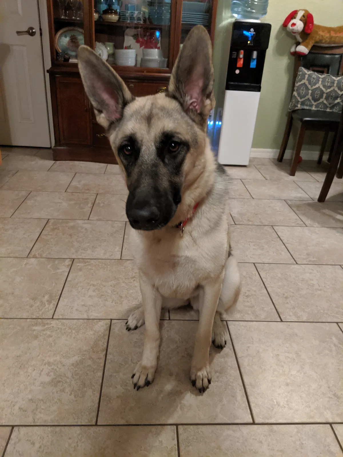 Found dog in Winter Haven, FL, 33880