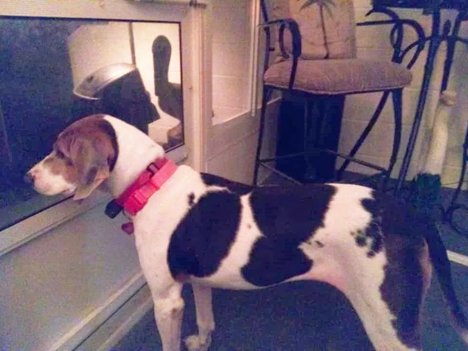 Lost dog in Port Orange, FL, 32129