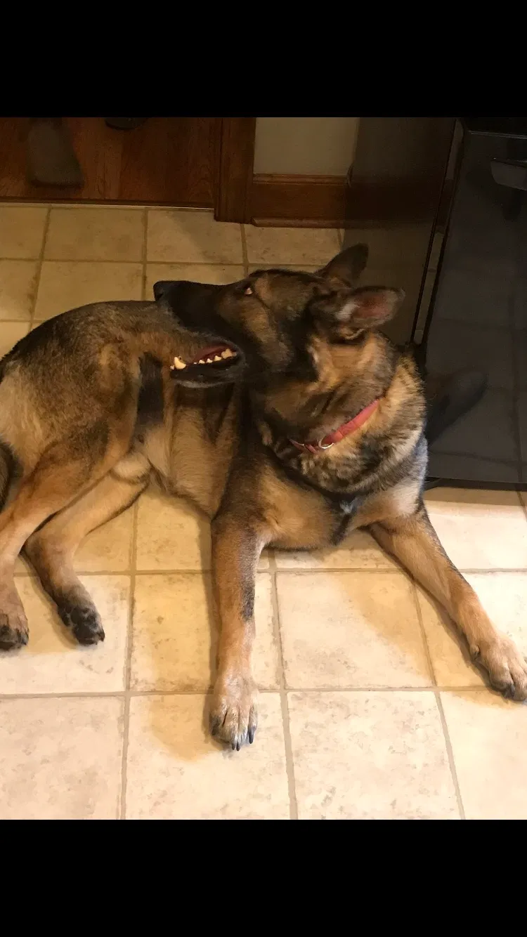 Lost dog in Evington, VA, 24550