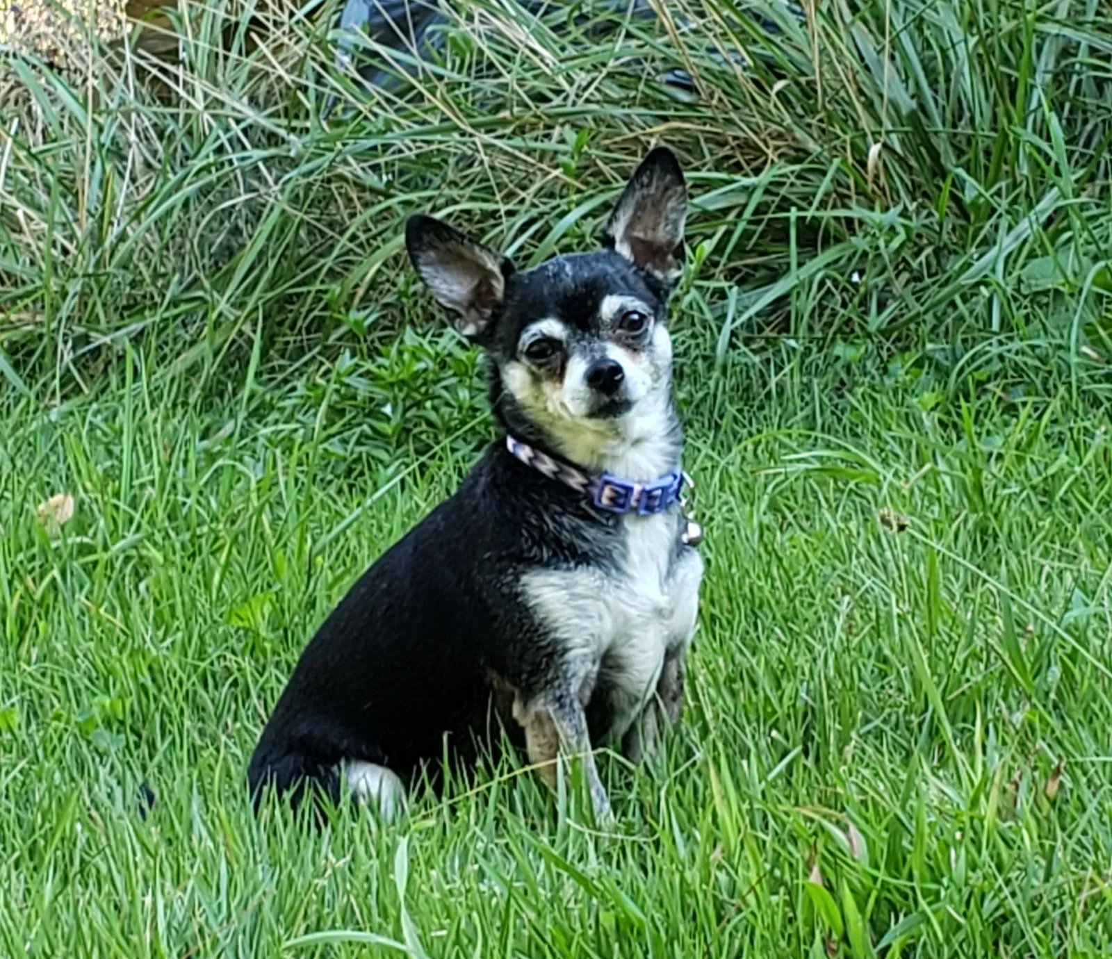 Lost dog in Asheville, NC, 28805