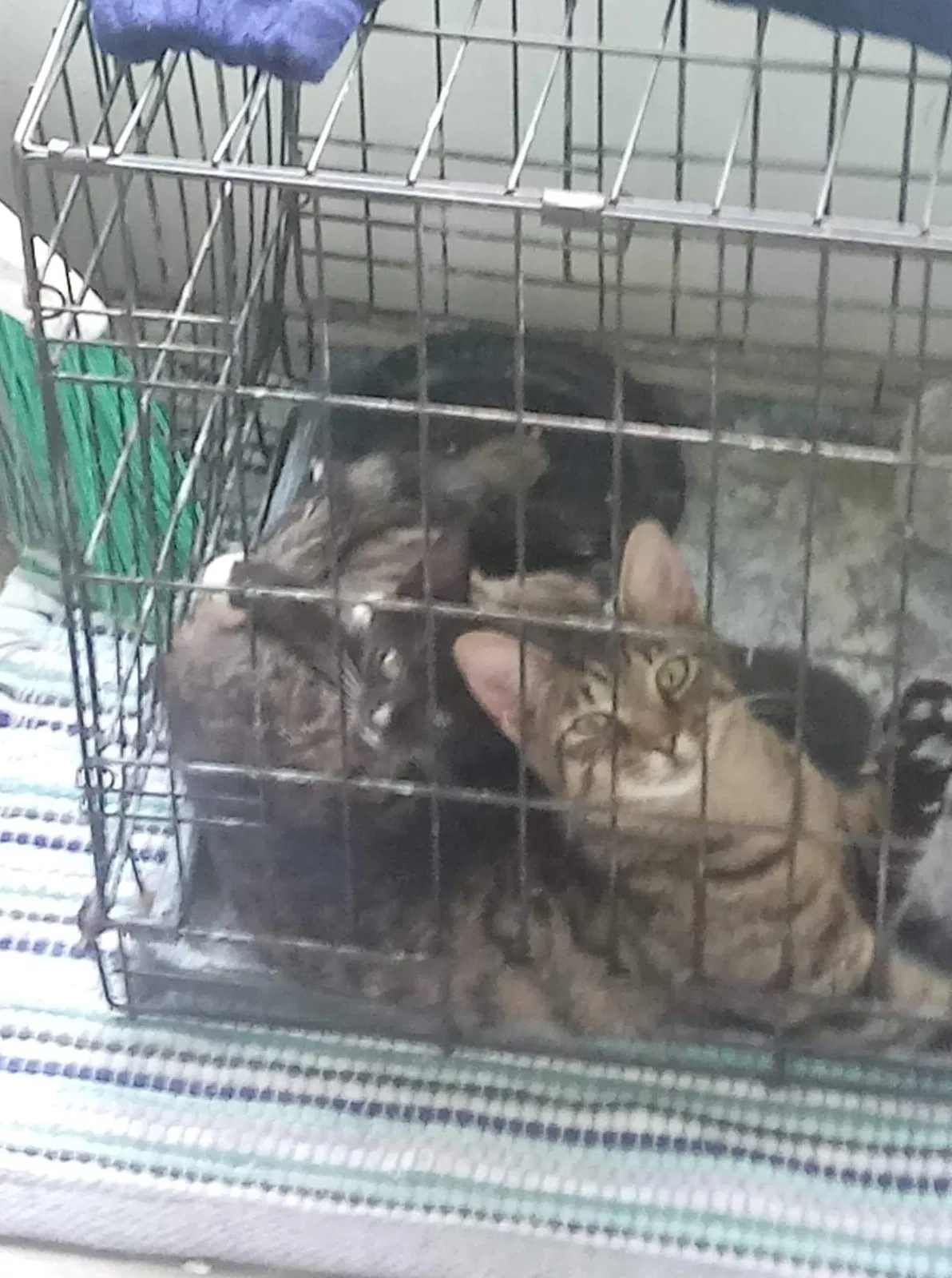 Lost cat in Greer, SC, 29651