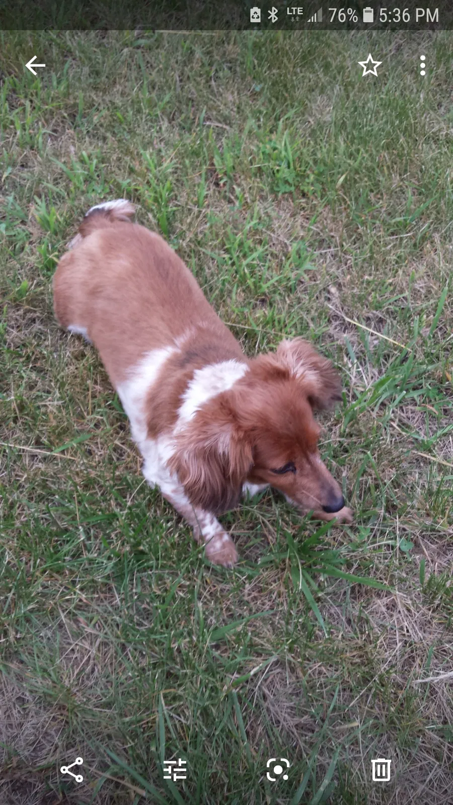 Lost dog in Wheelersburg, OH, 45694