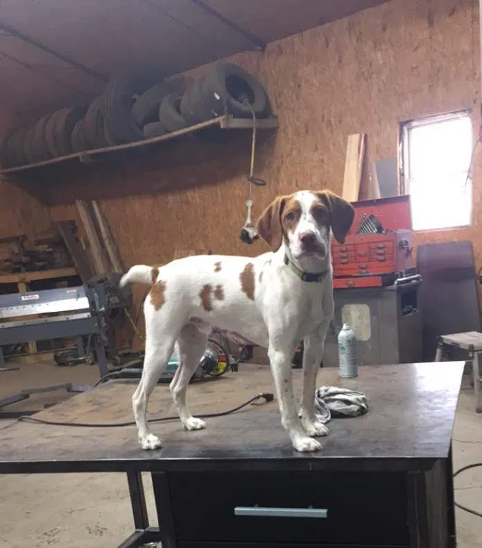 Lost dog in Colome, SD, 57528