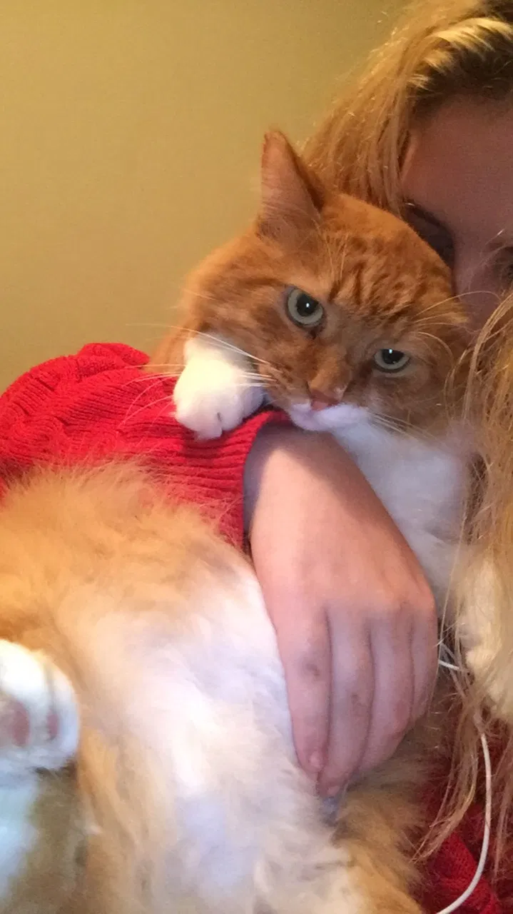 Lost cat in Milton, FL, 32583