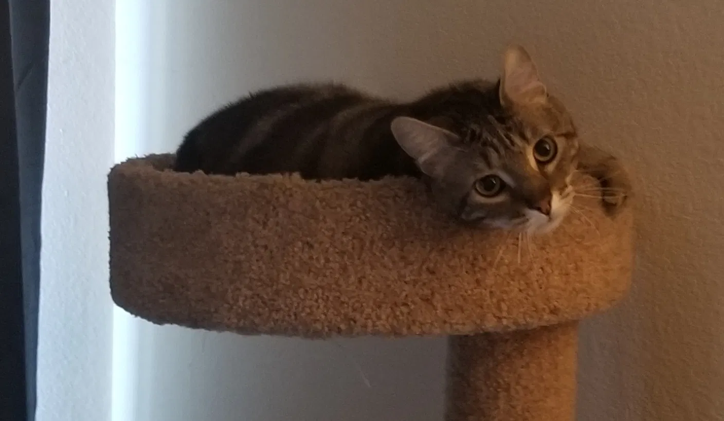Lost cat in Roseville, CA, 95678