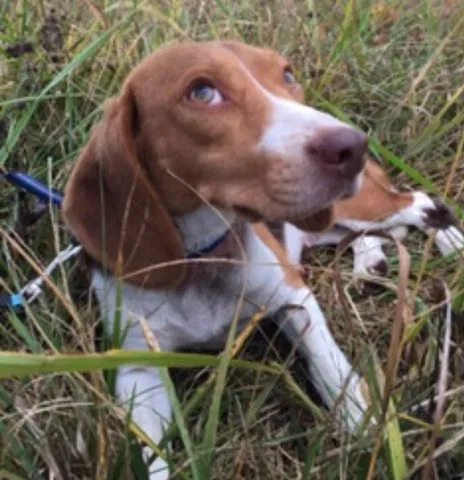 Lost dog in Richmond, KY, 40475