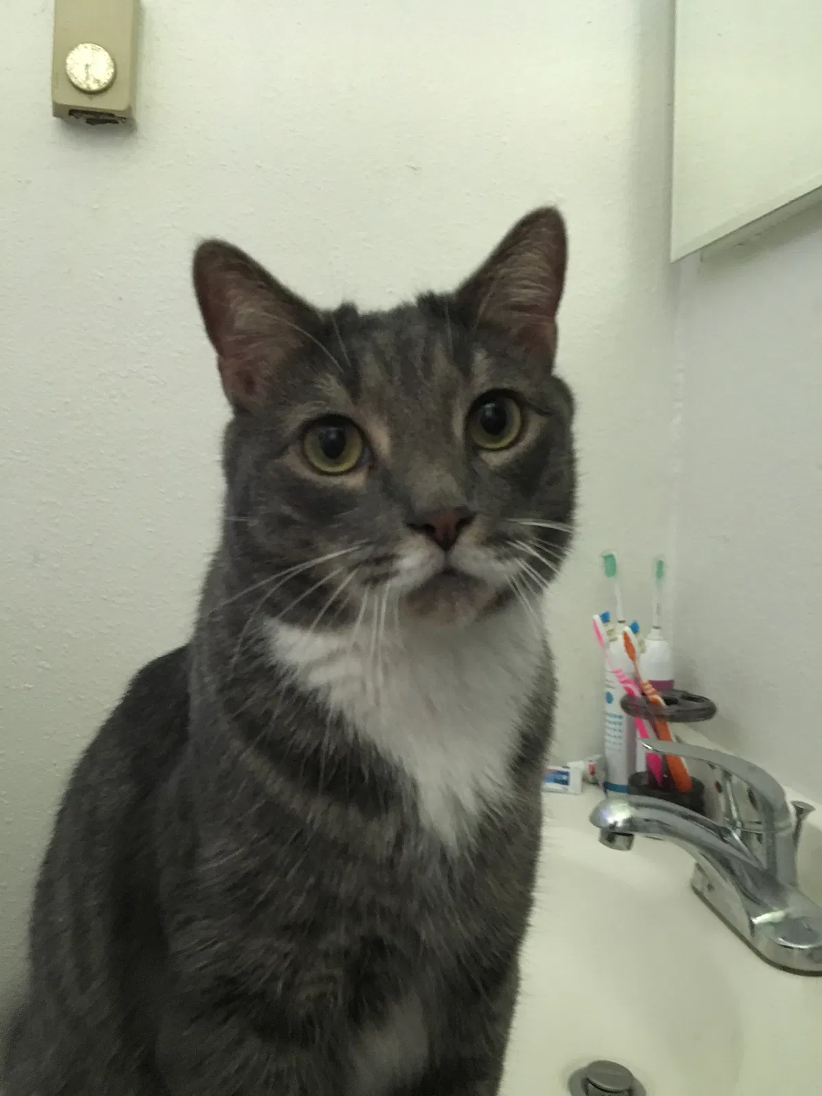 Lost cat in Chesapeake, VA, 23320