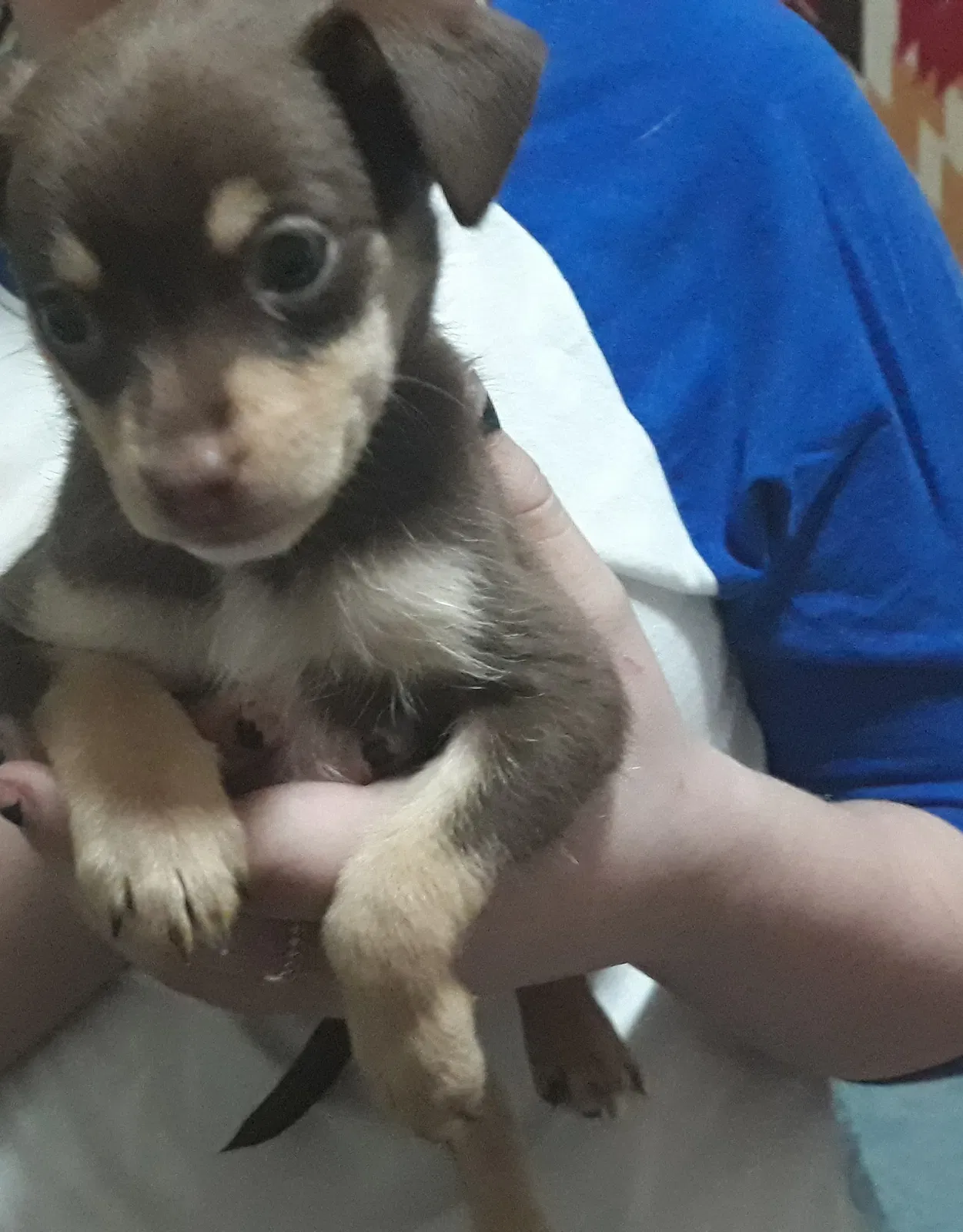 Lost dog in Mesa, AZ, 85209