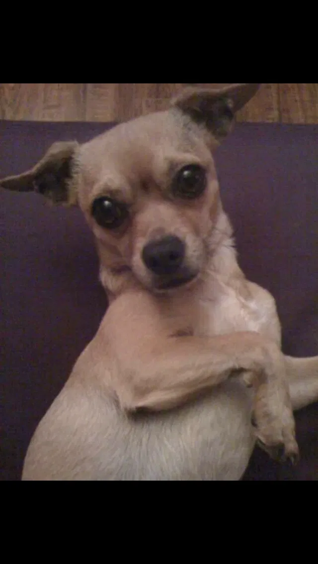 Lost dog in Hayward, CA, 94544