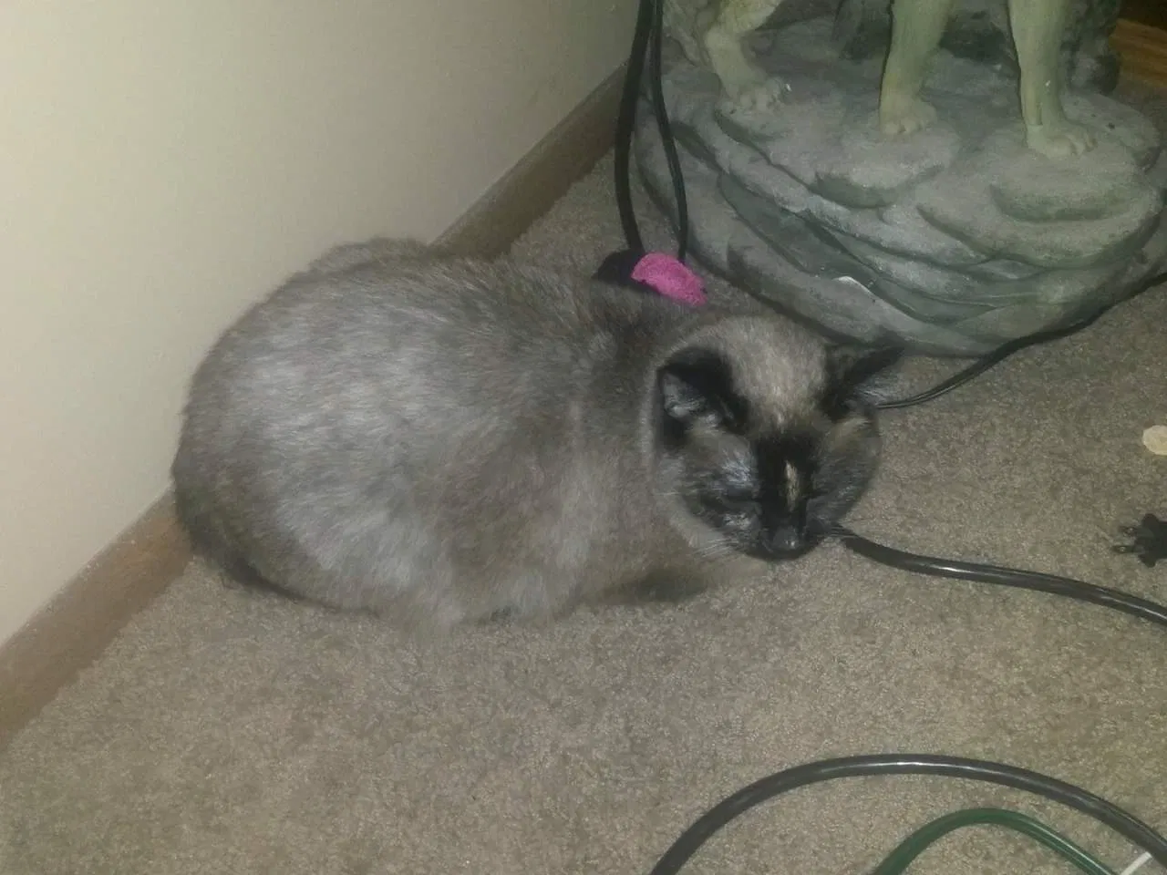 Lost cat in Salt Lake City, UT, 84120