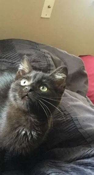 Lost cat in Marysville, OH, 43040