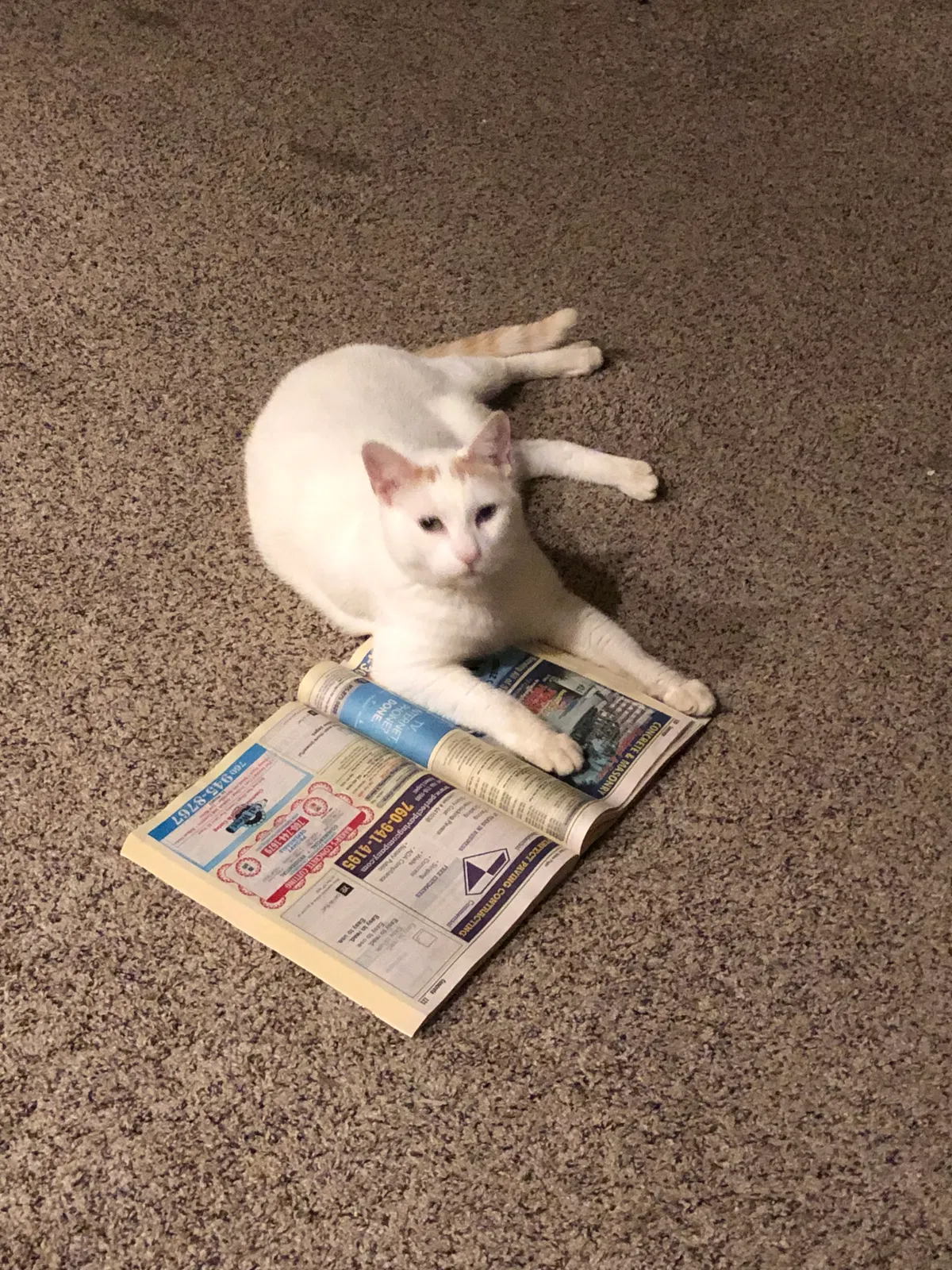 Lost cat in Carlsbad, CA, 92009