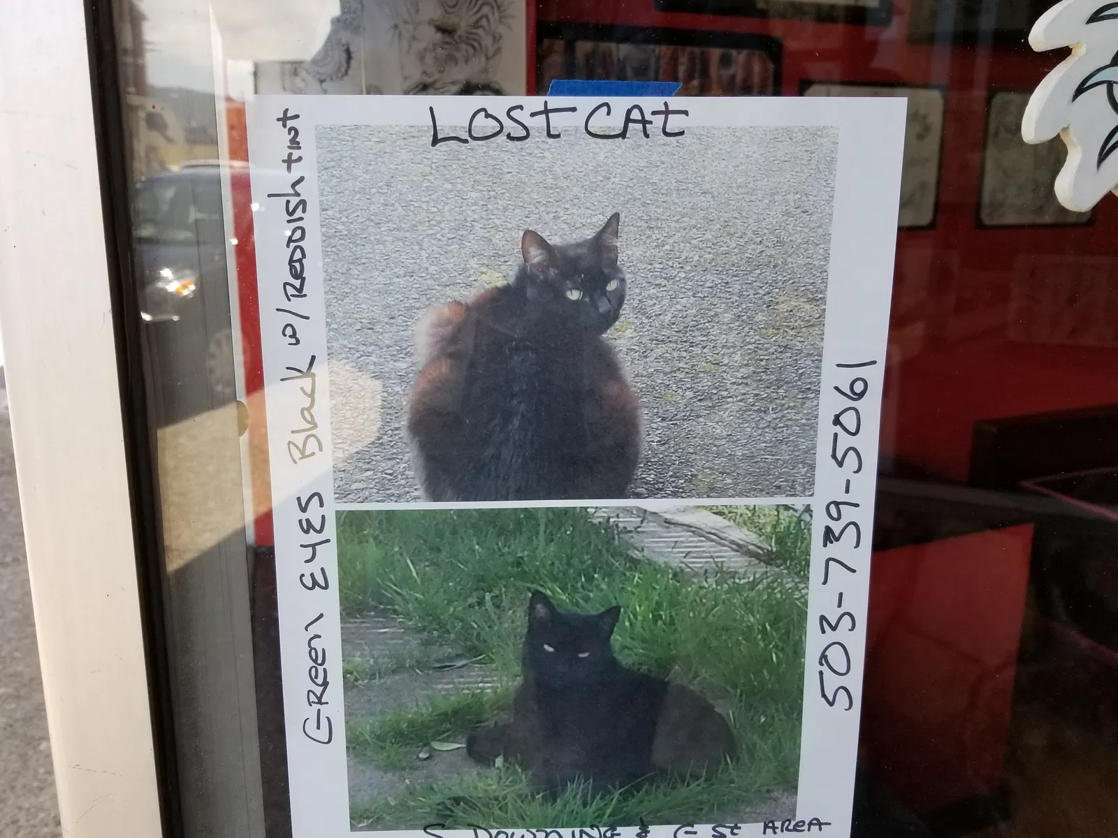 Lost cat in Seaside, OR, 97138