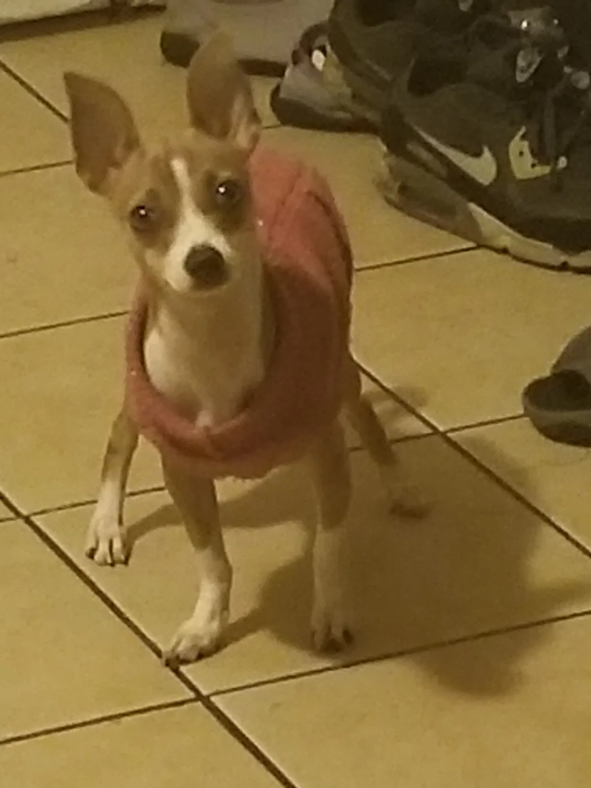 Lost dog in San Diego, CA, 92102