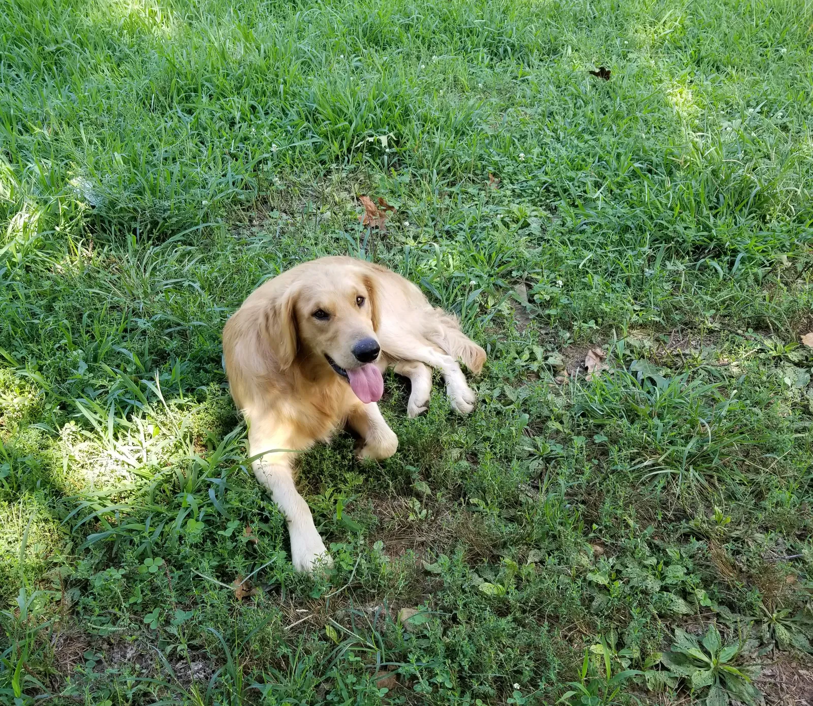 Lost dog in Neosho, MO, 64850