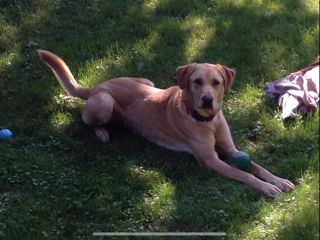 Lost dog in Wrenshall, MN, 55797
