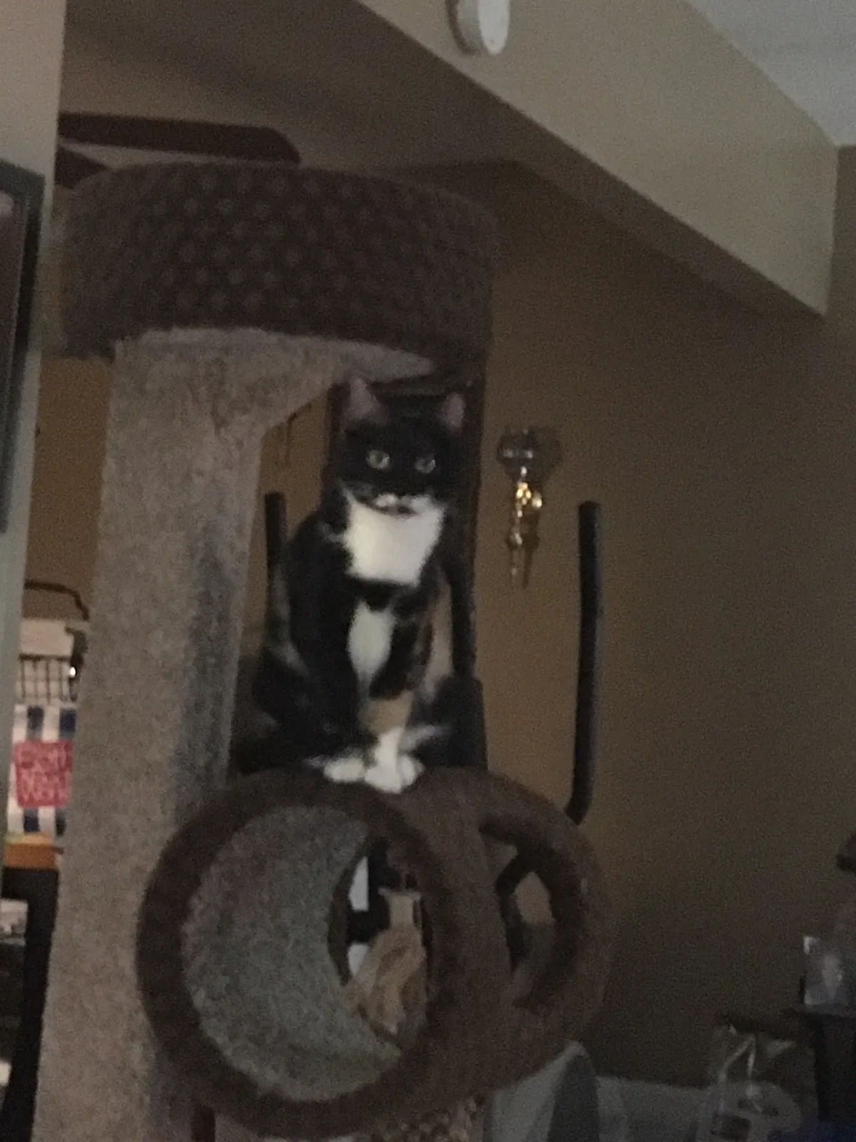 Lost cat in Kansas City, MO, 64119