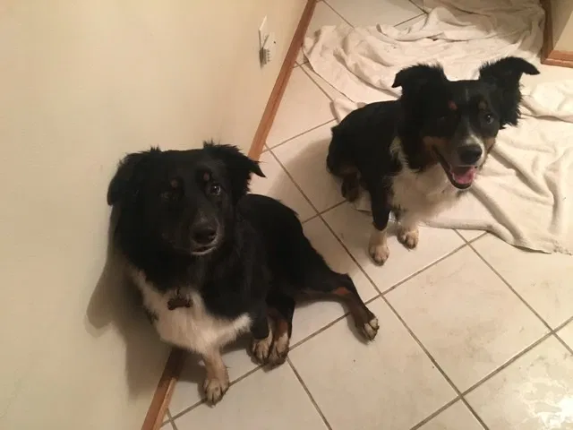 Lost dog in West Des Moines, IA, 50265