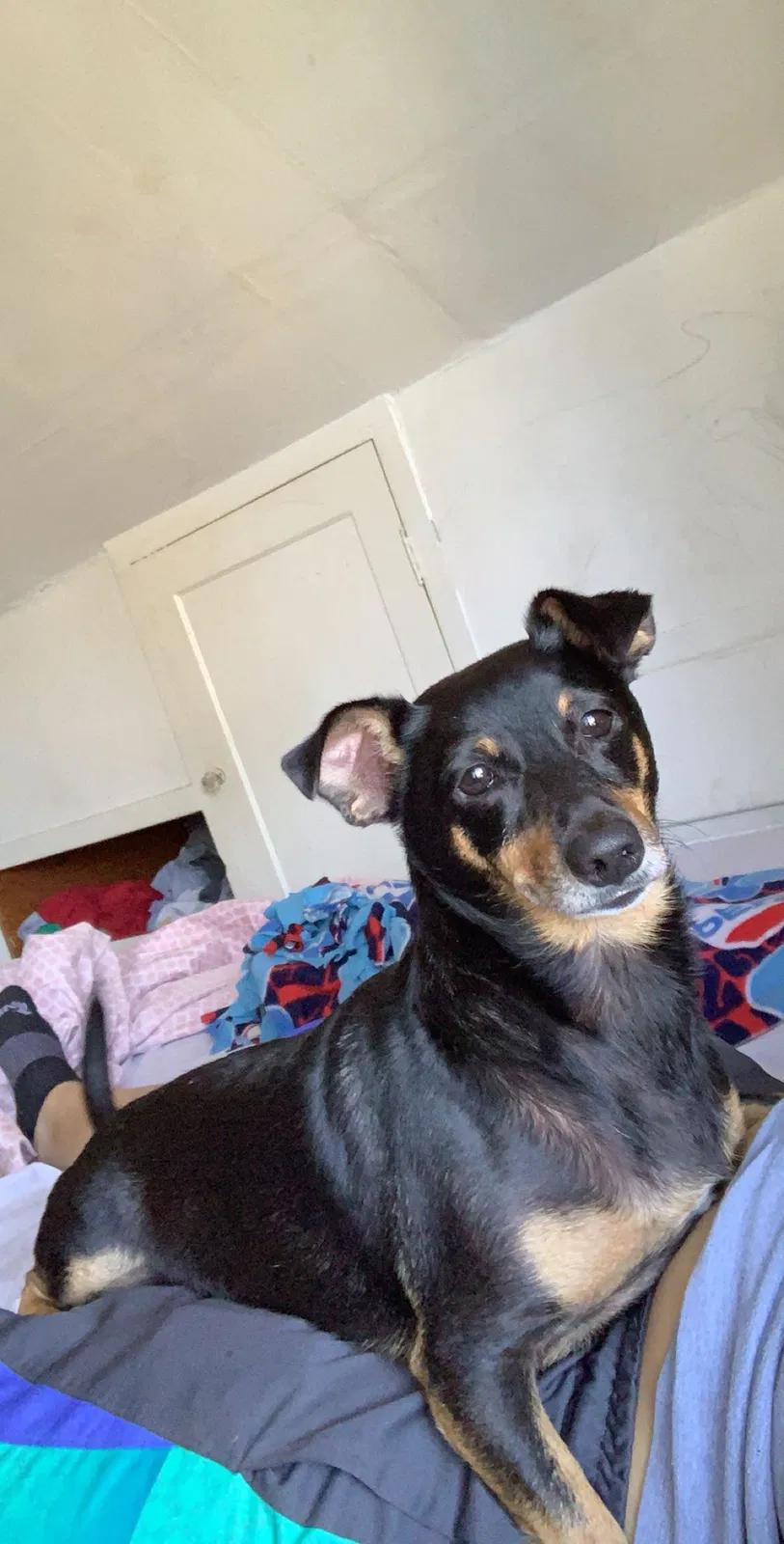 Lost dog in Columbus, OH, 43203