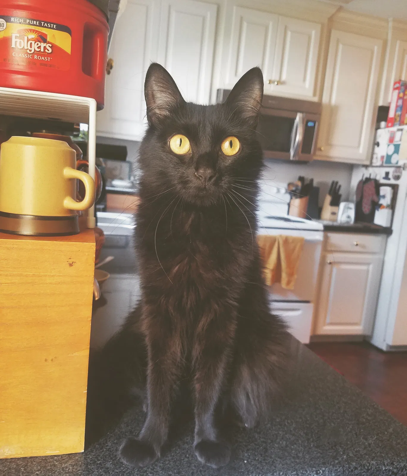 Lost cat in Hattiesburg, MS, 39401