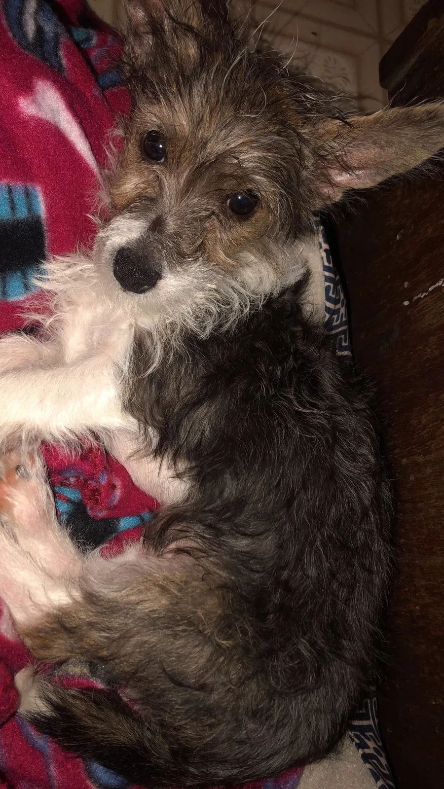 Lost dog in Abbotsford, WI, 54405