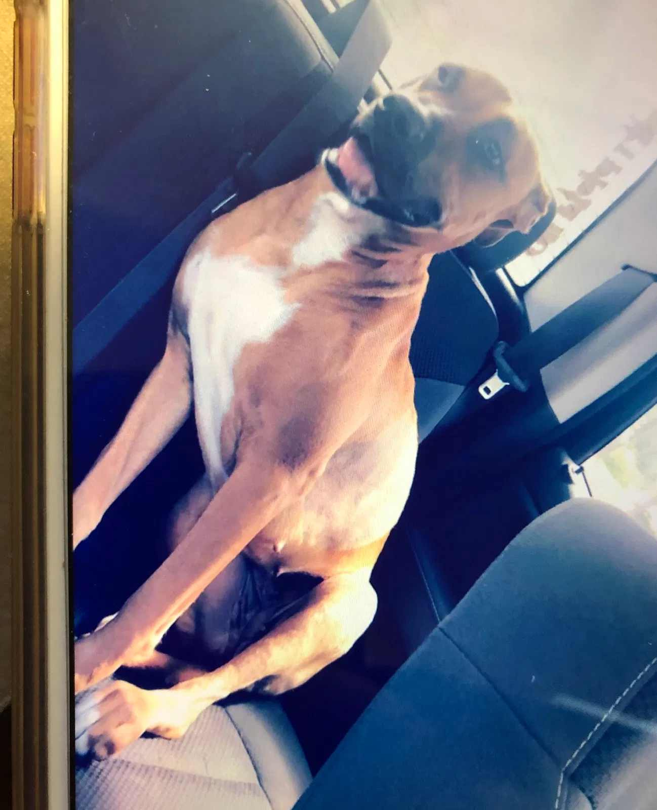Lost dog in Delcambre, LA, 70528