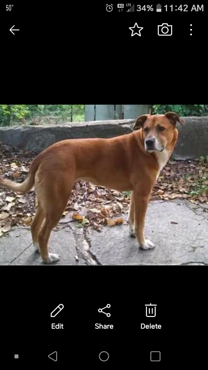 Lost dog in Bat Cave, NC, 28710