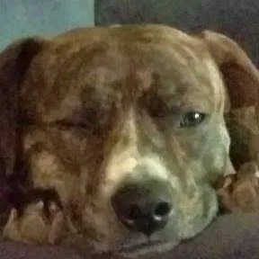 Lost dog in Bentonville, AR, 72712