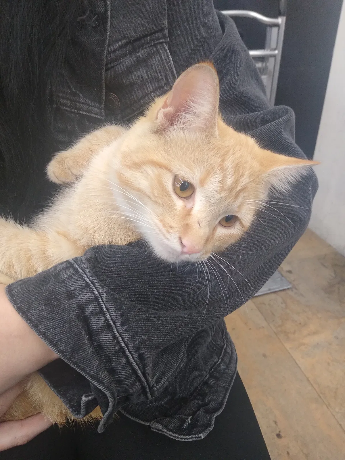 Found cat in Phoenix, AZ, 85015