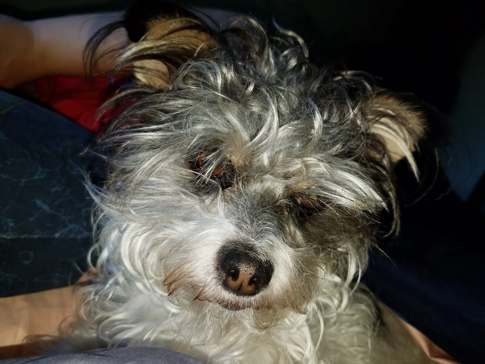 Found dog in Visalia, CA, 93291