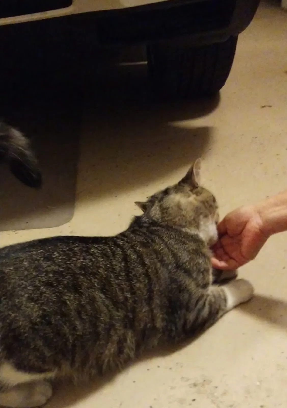 Found cat in Garden Grove, CA, 92843