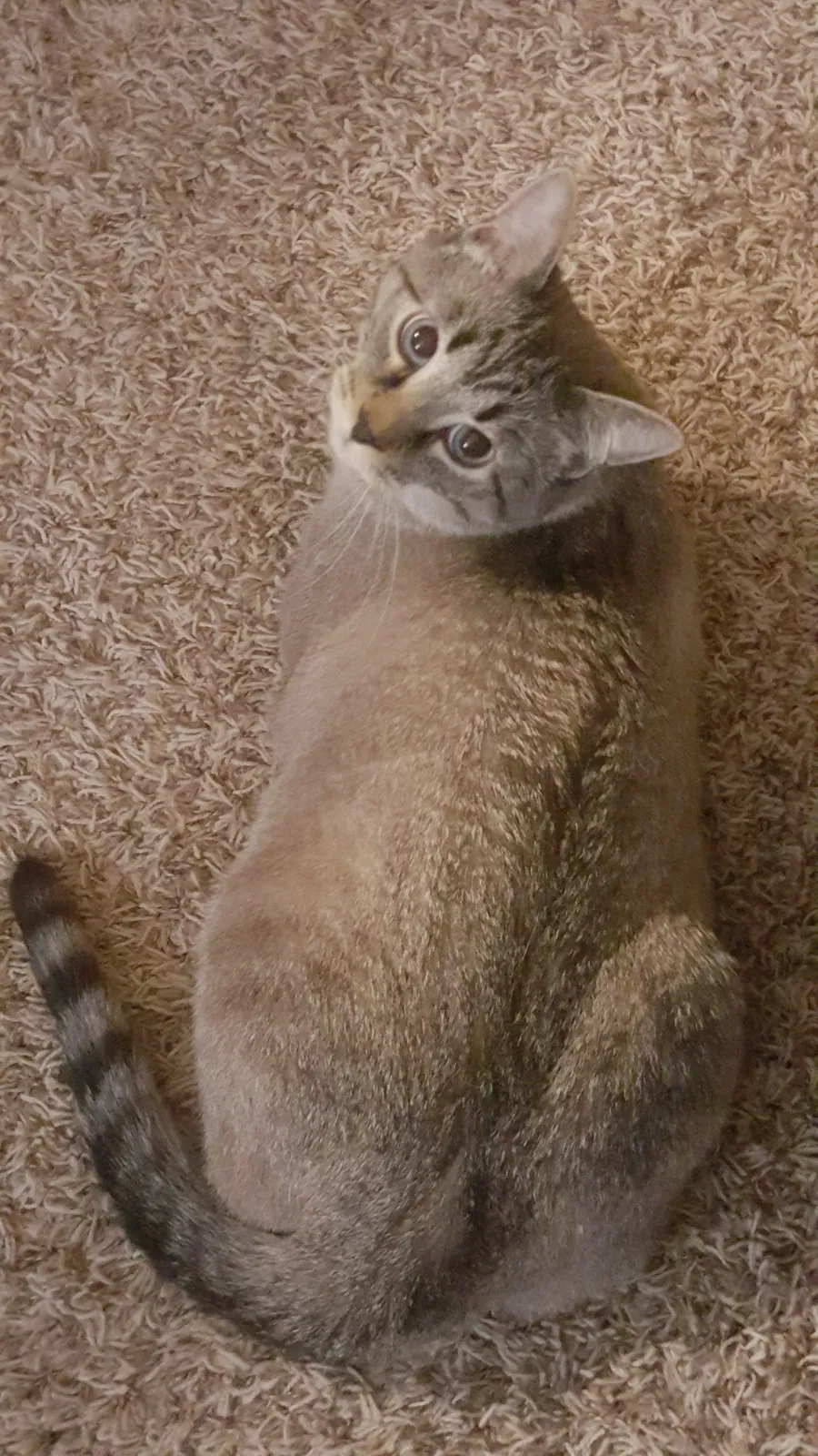 Lost cat in Grimes, IA, 50111